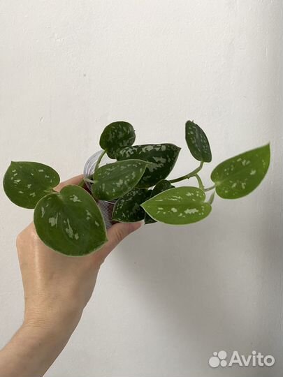 Сциндапсус пиктус,сильвер энн,эпипремнум