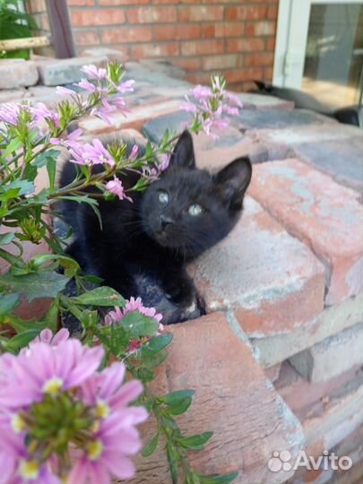 Кошка в дар бесплатно