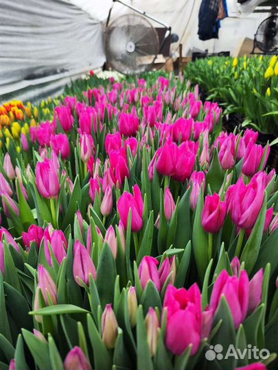 Тюльпаны оптом на 8 марта 2024г