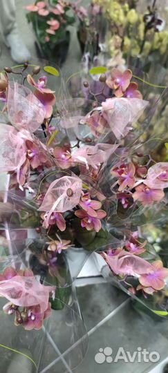 Ароматная орхидея Phal.Dusty Belle