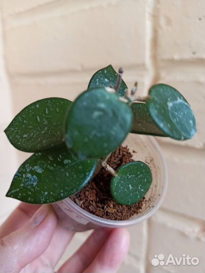 Матильда сплеш, Тсанги вариегатная