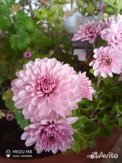 Хризантема