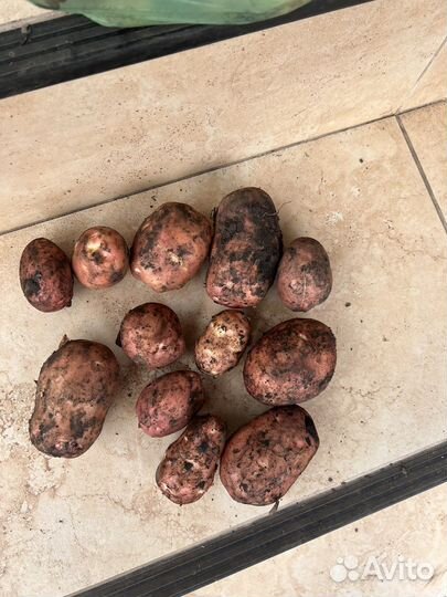 Картофель оптом