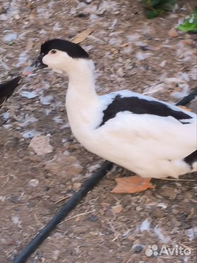 Утки муларды