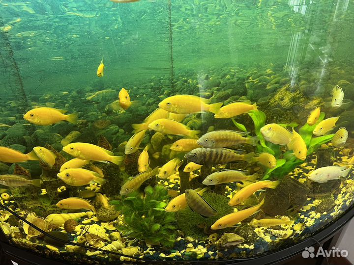 Малавийская цихлида