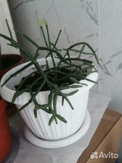 Сенсевиерия, хатиора набором