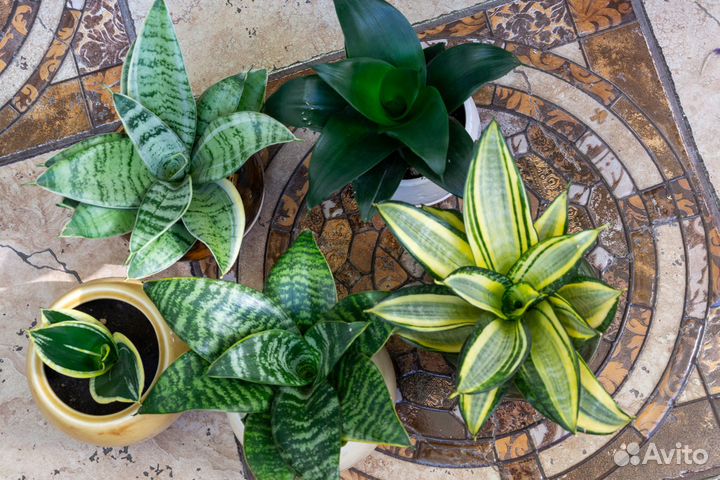 Сортовые сансевьерии Ханни