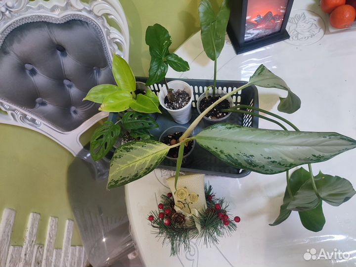 Череночки-черенки)