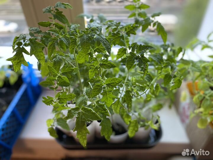 Рассада помидор черри