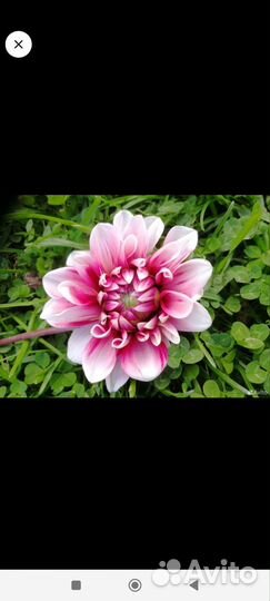 Рассада помидор клубни георгин