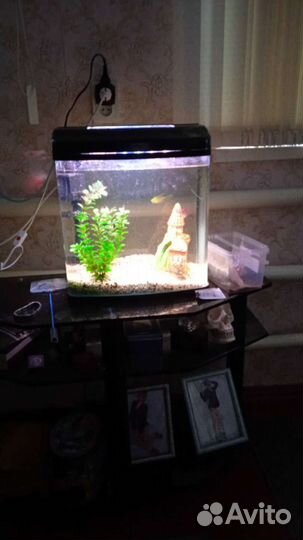 Аквариум с рыбками