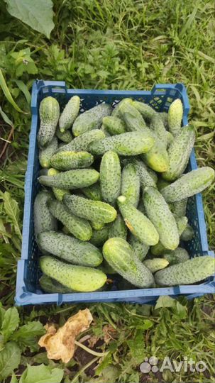 Огурцы свежие домашние