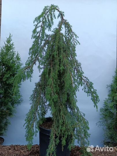 Можжевельник Хортсманн Horstmann