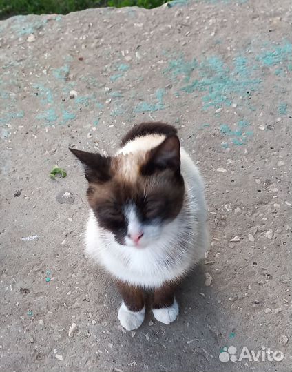 Кошка сноу-шу