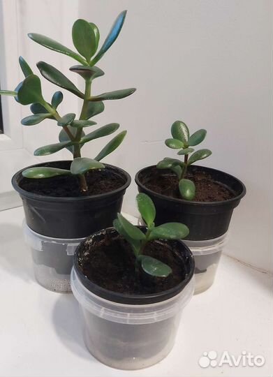 Толстянка (денежное дерево)