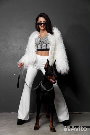 Доберман для фотосессии