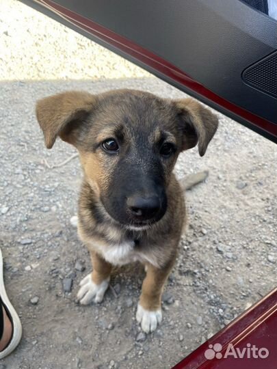 Щенок в добрые руки