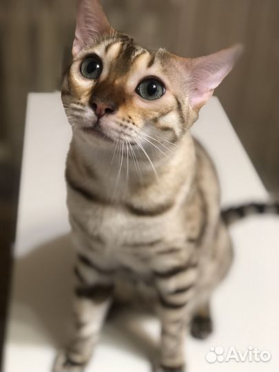 Бенгальские котята