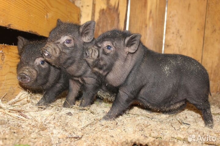 Вьетнамск вислобрюхий поросенок