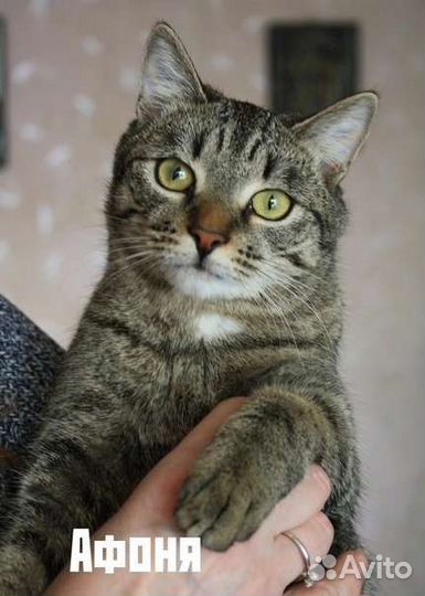 Котик в добрые руки Афоня