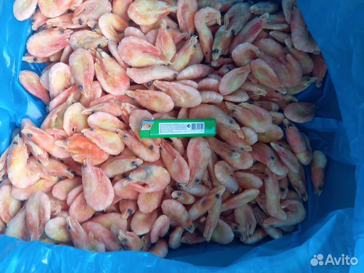 Креветка северная