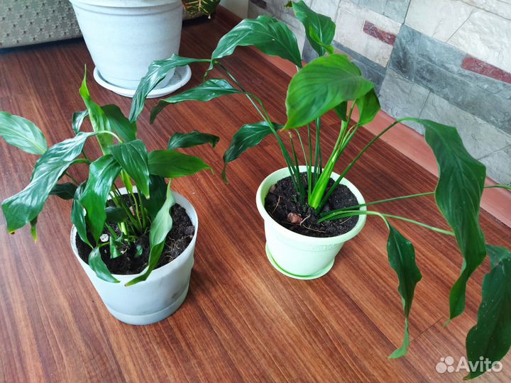 Замиокулькас