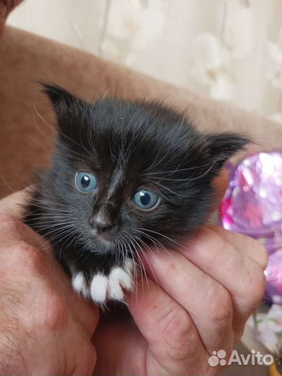 Кошки в добрые руки бесплатно