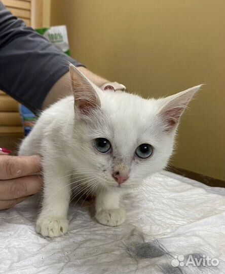 Котенок мальчик 2,5 месяца