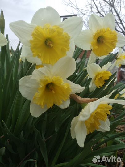 Нарциссы. Луковицы