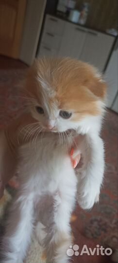 Вислоухие котятки