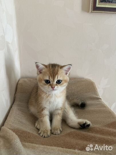 Шотландская кошечка
