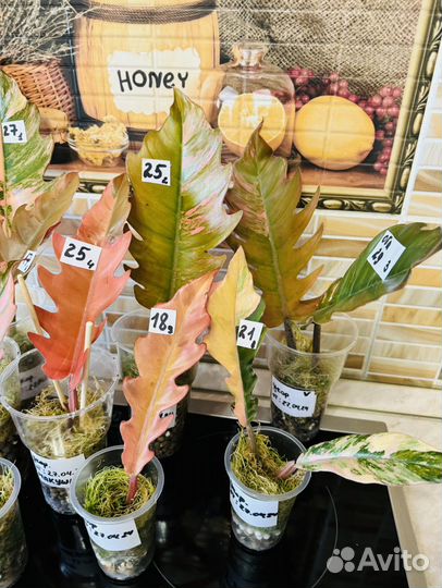 Филодендрон карамель марбл вар