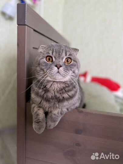 Шотландский кот вязка
