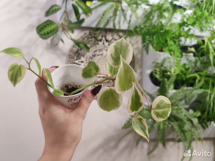 Пеперомия сканденс вариегата