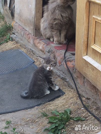 Отдам котят в хорошие руки