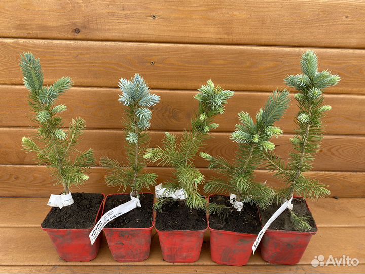 Ель колючая Глаука Супер Блю Сидлинг