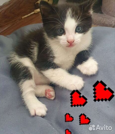 Котик бесплатно