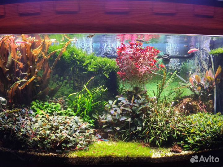 Растения и мхи в аквариум