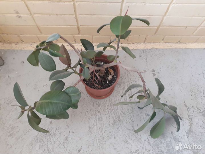 Фикус эластика