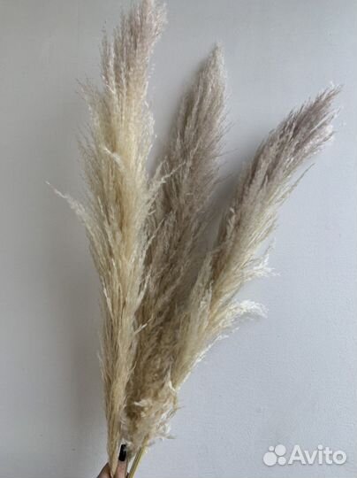 Кортадерия