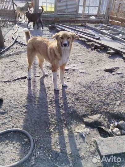 Метисы кавказской овчарки