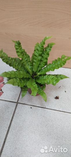 Папоротник асплениум