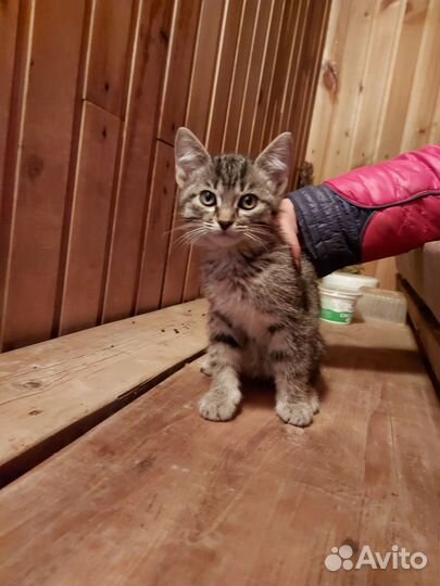 Котята в добрые руки приучены к лотку