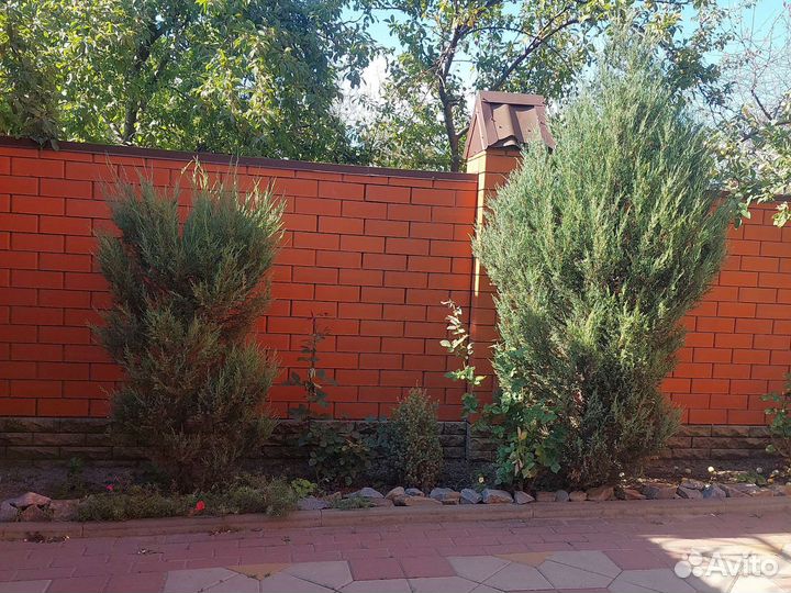 Ель и можевельники