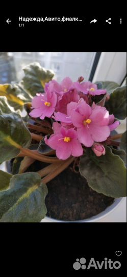 Детки фиалочки