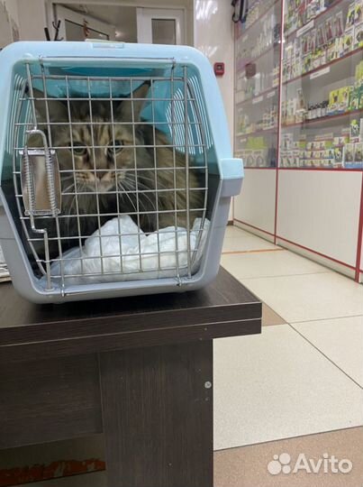 Клетка переноска для кошек и мелких пород собак