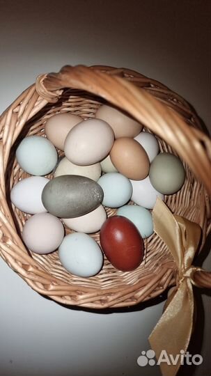 Инкубационное яйцо 80.