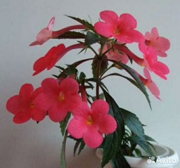 Ризомы ахименесов