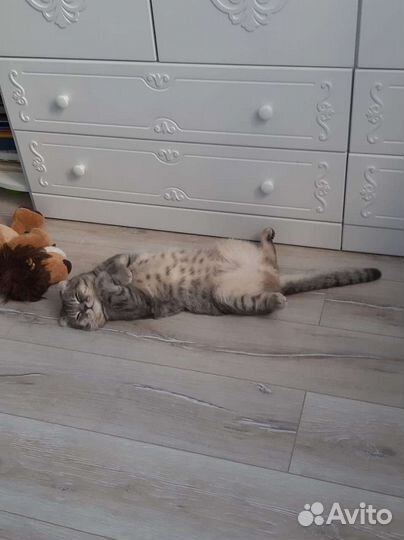 Шотландский кот вязка