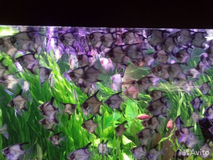 Скалярия пиной фантом